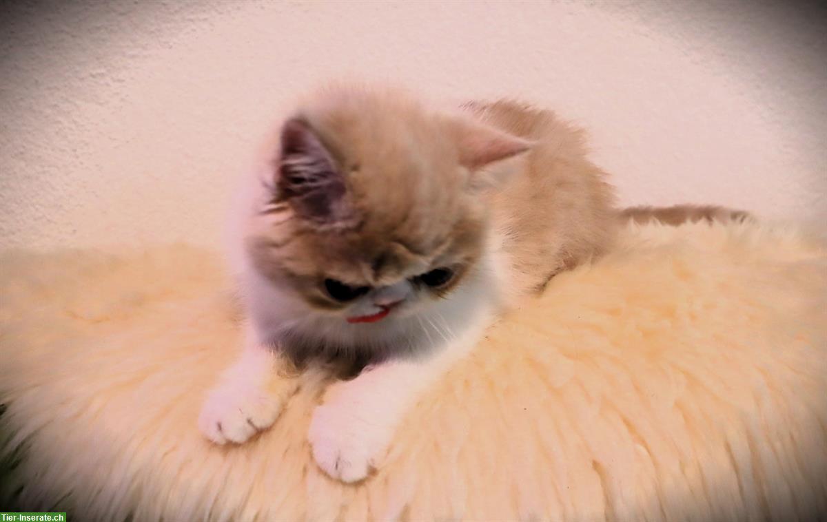 Bild 6: Perser und Exotic Shorthair Kätzchen