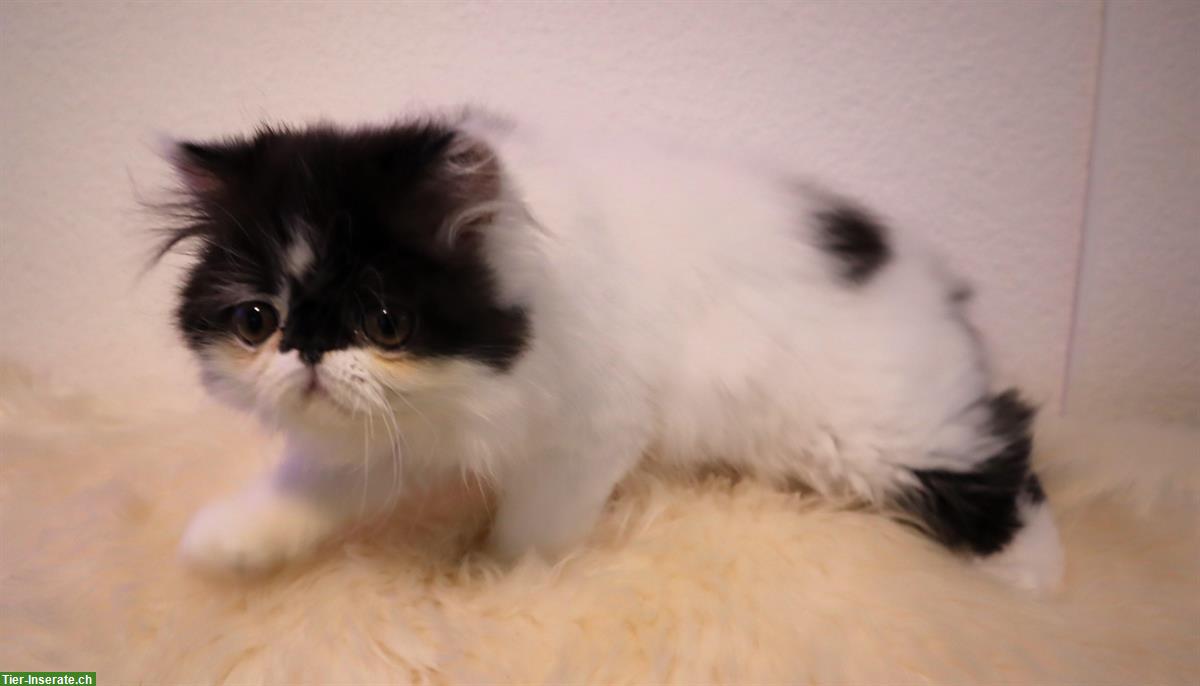 Bild 7: Perser und Exotic Shorthair Kätzchen