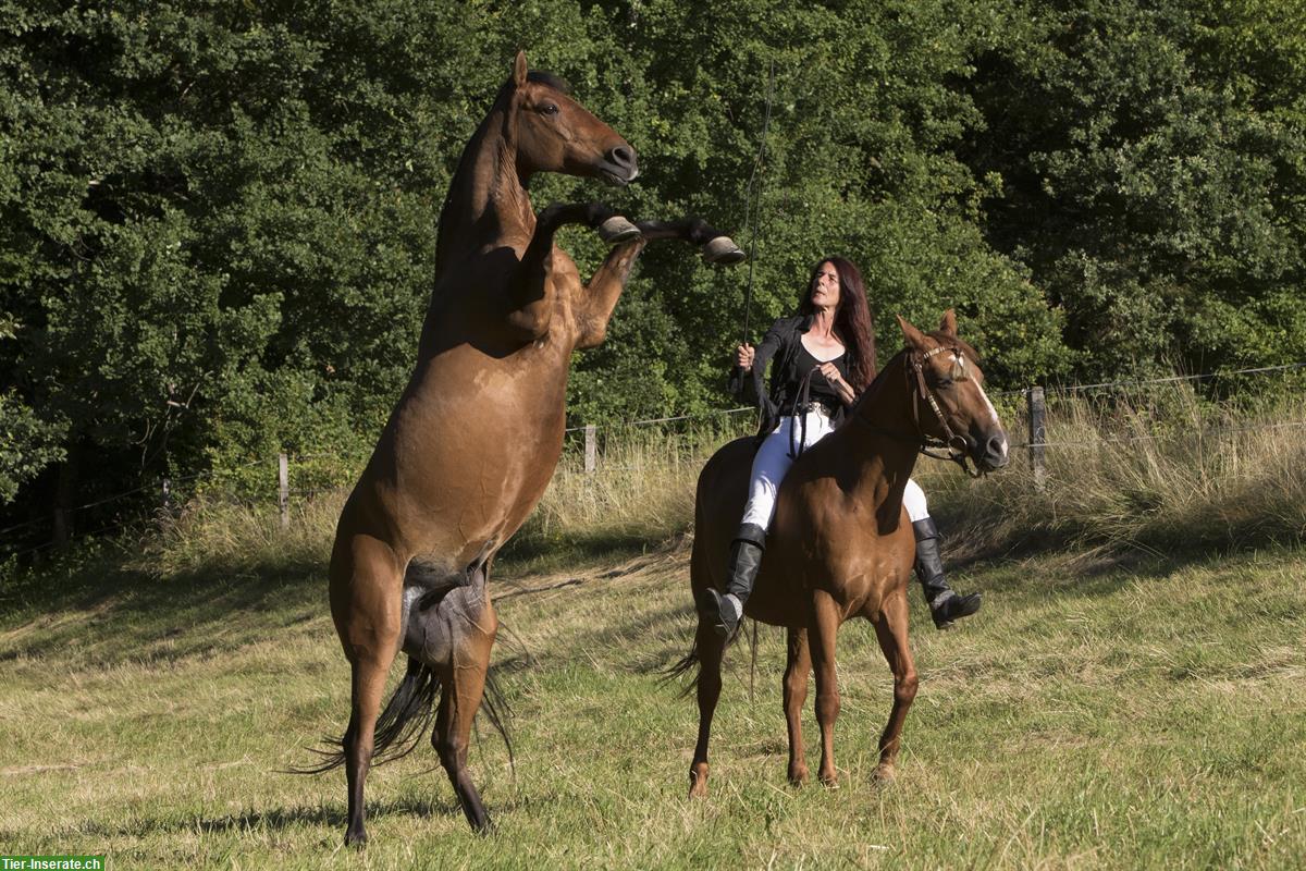 Bild 2: Verbinde Dich mit Deinem Pferd - Wochenendkurs mit eigenem Pferd