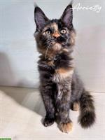 Wunderschöne Maine Coon Kitten zu verkaufen