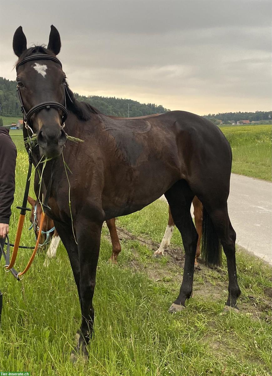 Schwarze Vollblutstute, 9-jährig zu verkaufen