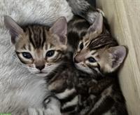 Wunderschöne Bengal Kitten mit XXL Rosetten und Stammbaum