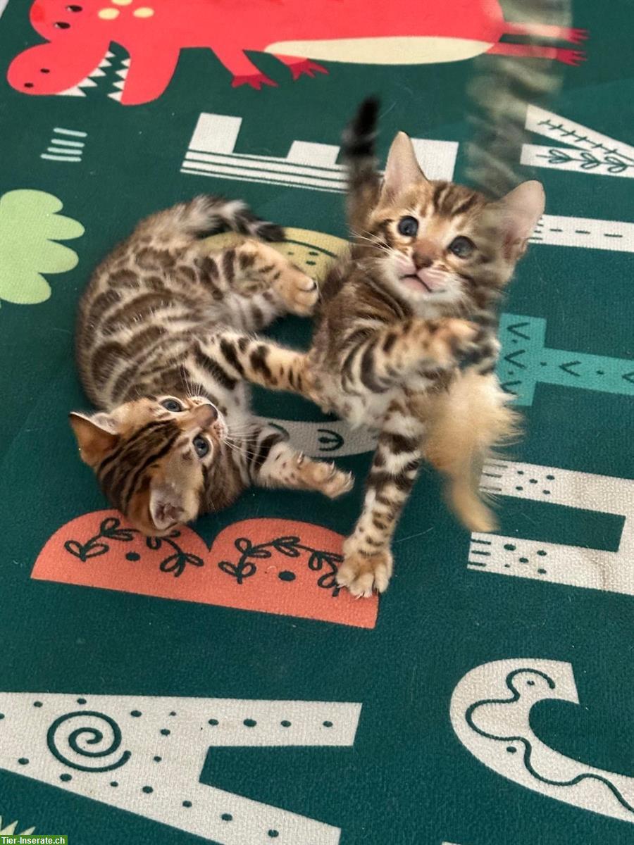 Bild 2: Wunderschöne Bengal Kitten mit XXL Rosetten und Stammbaum