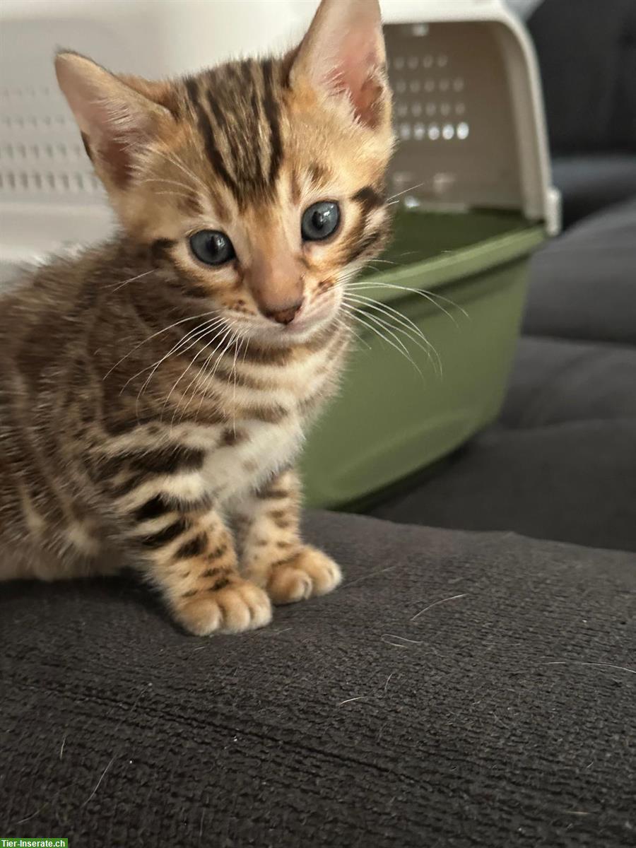 Bild 3: Wunderschöne Bengal Kitten mit XXL Rosetten und Stammbaum