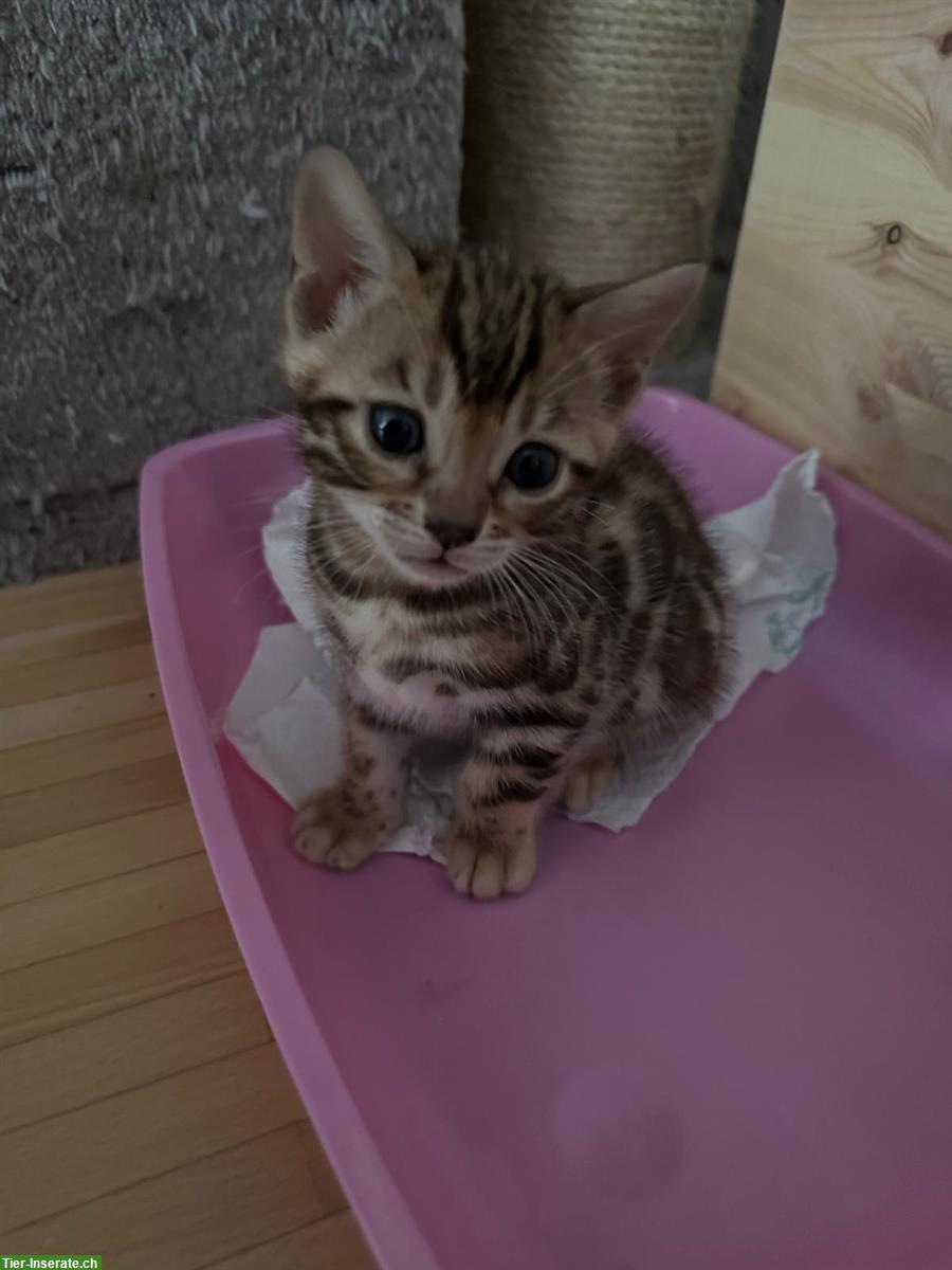 Bild 4: Wunderschöne Bengal Kitten mit XXL Rosetten und Stammbaum