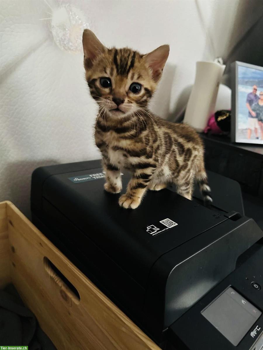 Bild 5: Wunderschöne Bengal Kitten mit XXL Rosetten und Stammbaum