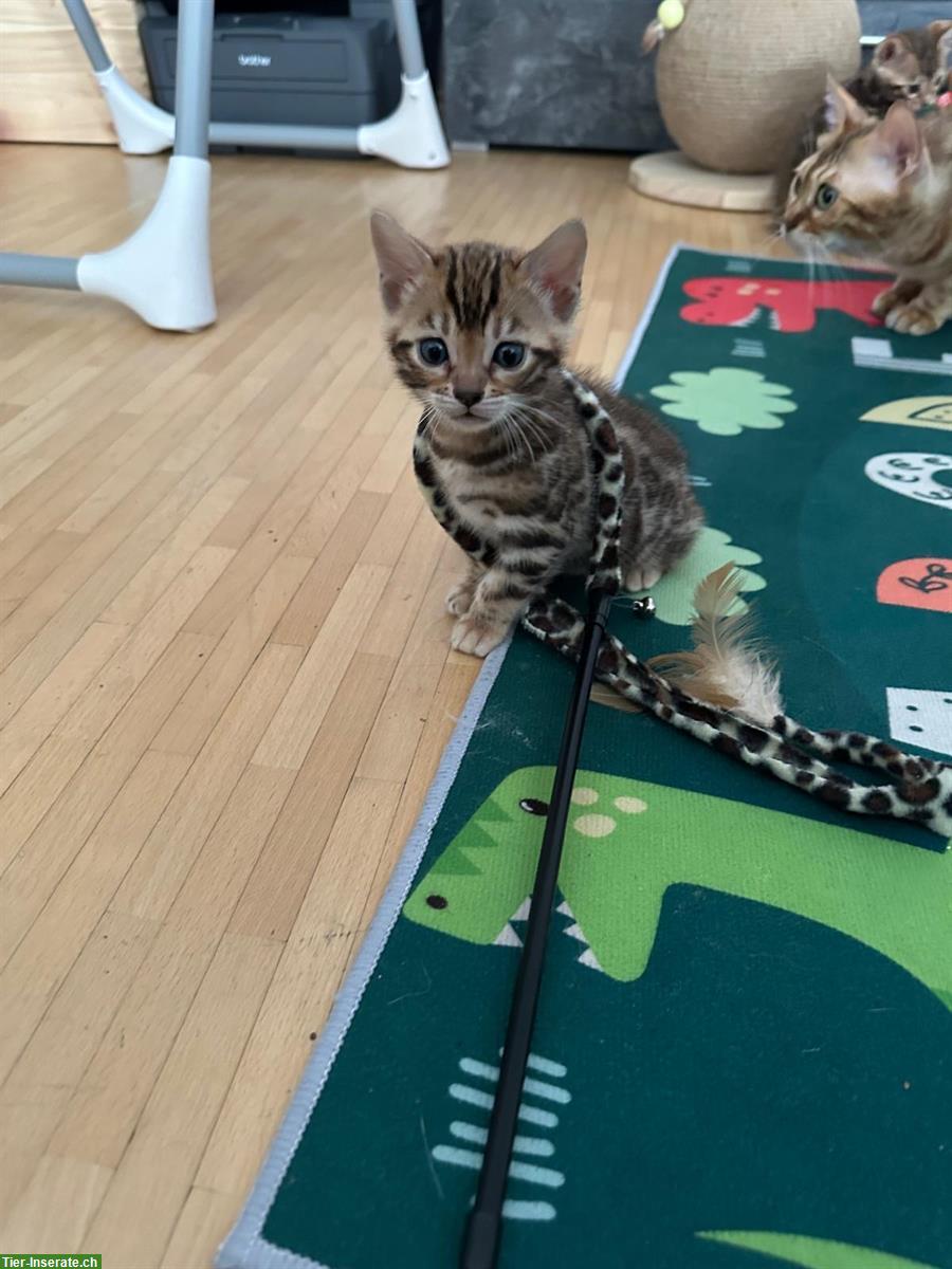 Bild 6: Wunderschöne Bengal Kitten mit XXL Rosetten und Stammbaum