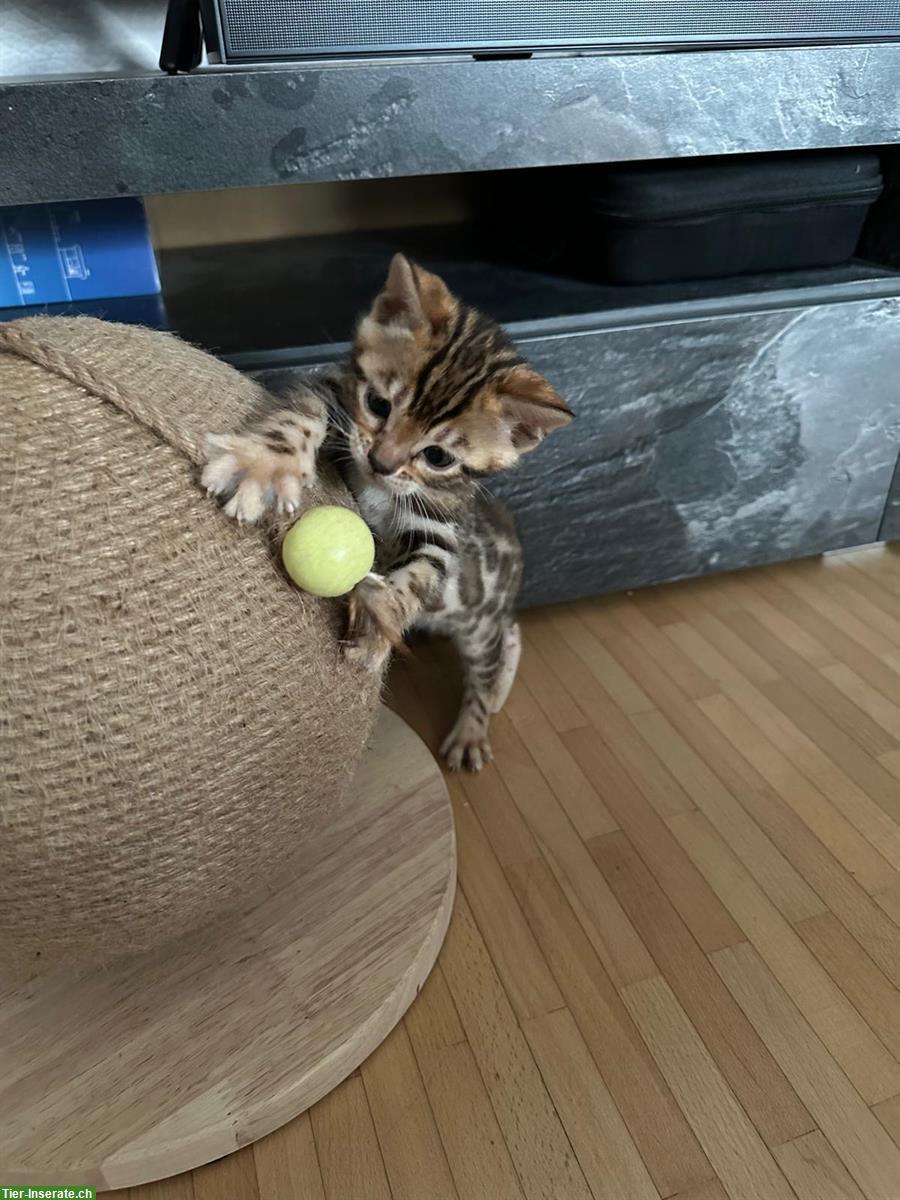 Bild 7: Wunderschöne Bengal Kitten mit XXL Rosetten und Stammbaum