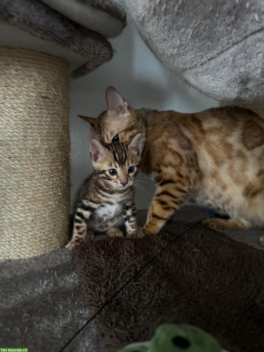 Bild 8: Wunderschöne Bengal Kitten mit XXL Rosetten und Stammbaum