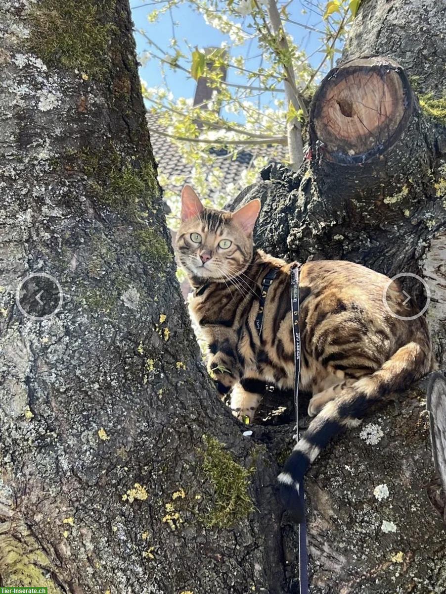 Bild 9: Wunderschöne Bengal Kitten mit XXL Rosetten und Stammbaum