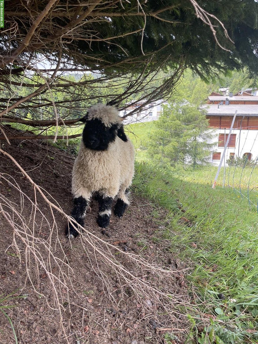 Walliser Schwarznasen Widder Lämmer abzugeben