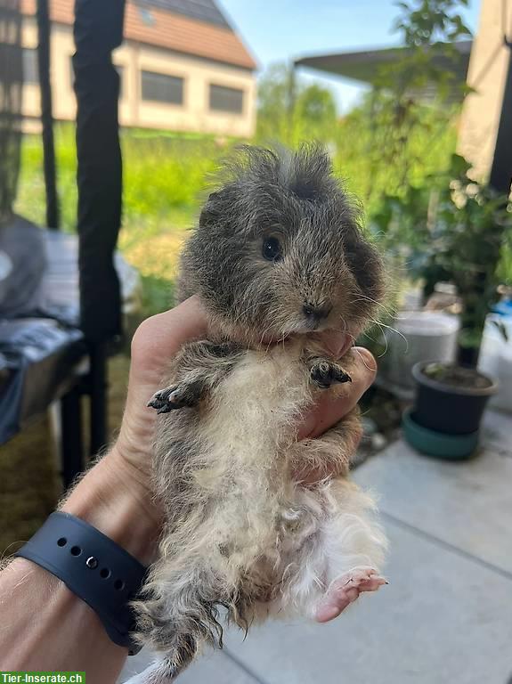 Bild 2: Liebevolle Meerschweinchen suchen ein neues Zuhause!