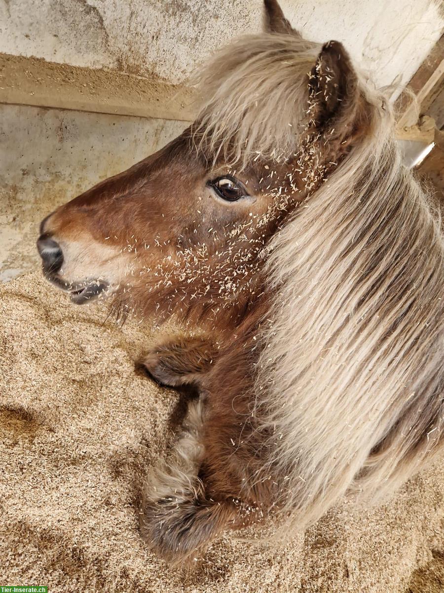 Bild 3: Reitbeteiligung für süsse Islandstute im Aargau