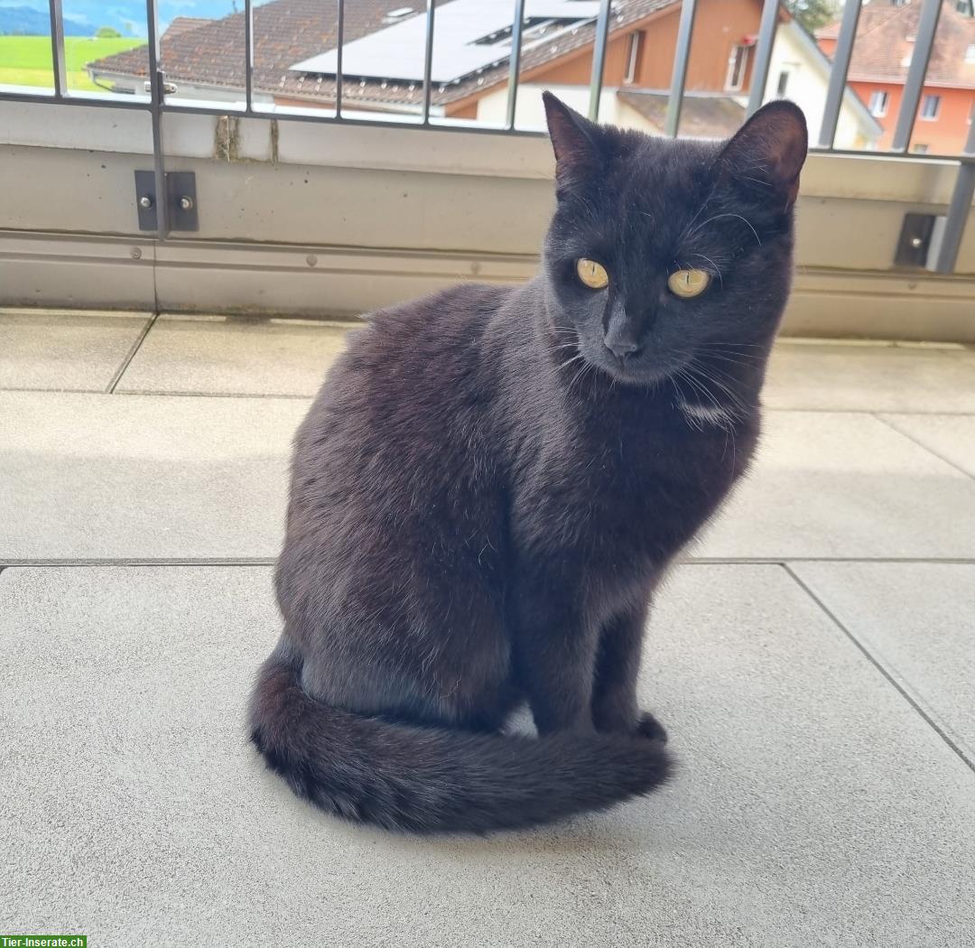 Bild 2: Liebes Katzengeschwister Paar sucht ein Zuhause