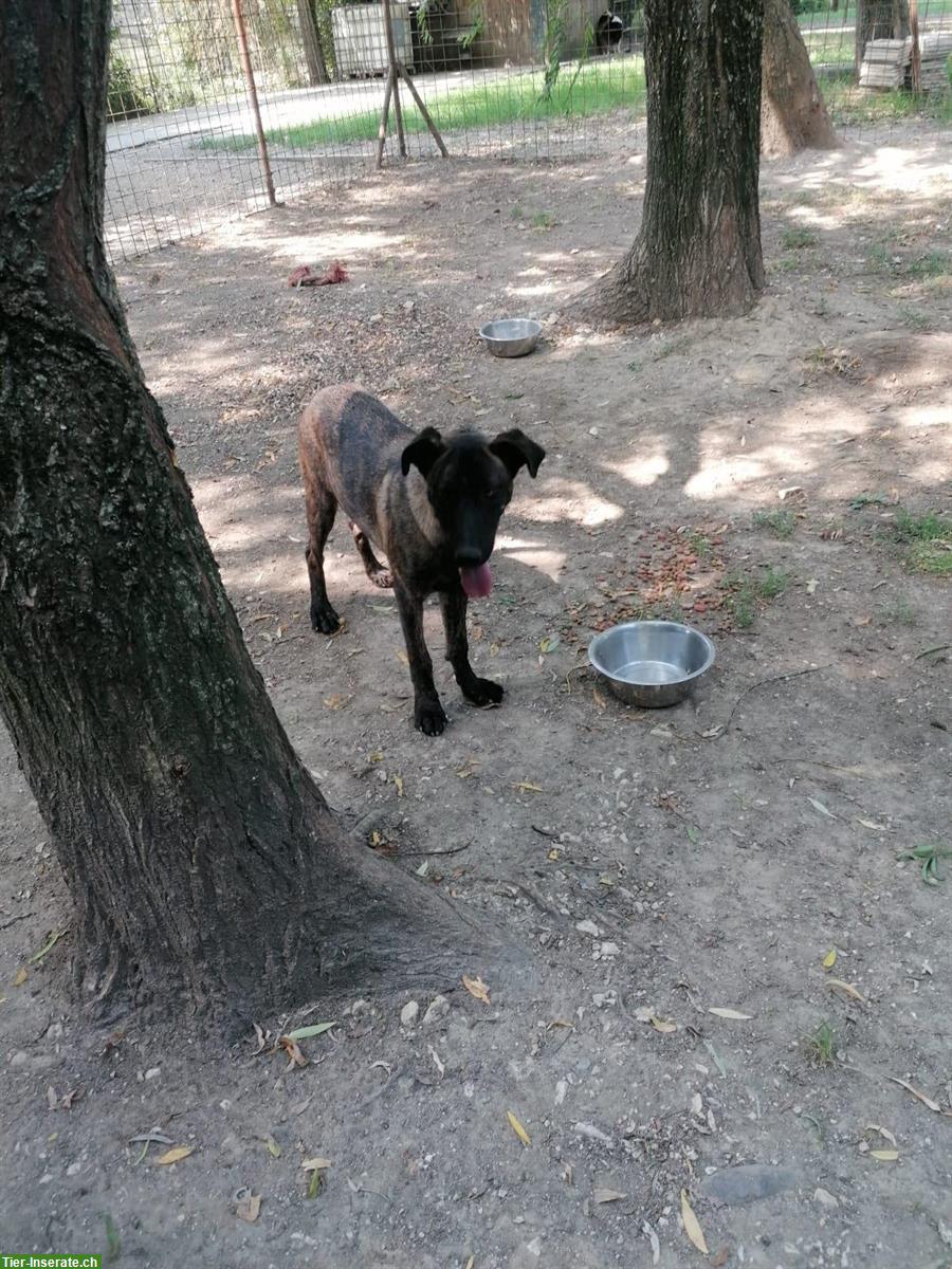 Bild 5: Junge Australian Shepherd Hündin im Canile