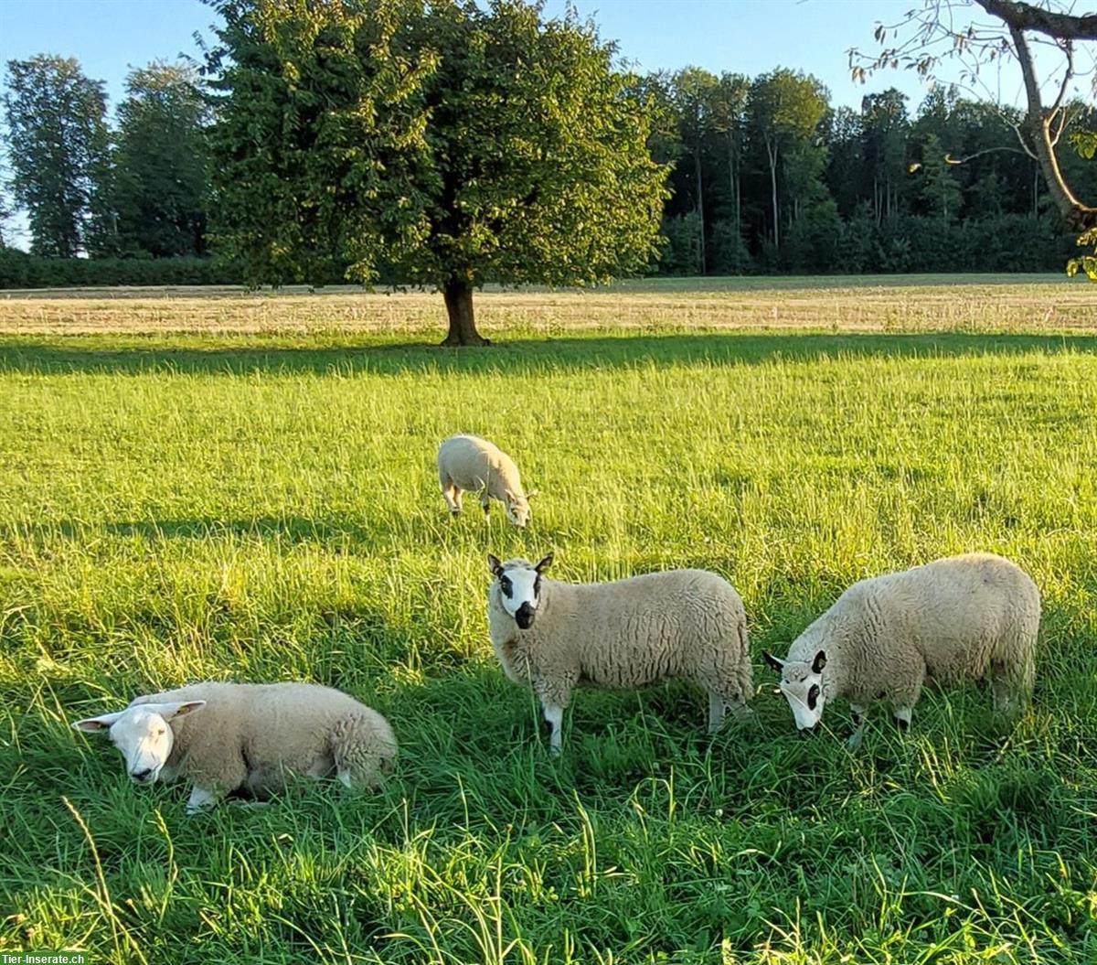 Kerry Hill Schafe und Texel zu verkaufen