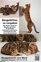 Junge Bengal Kitten zu vergeben