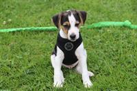 Parson Russell Terrier Welpe, tricolor Rüde