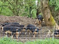 Wollschweine zu verkaufen aus Weidehaltung