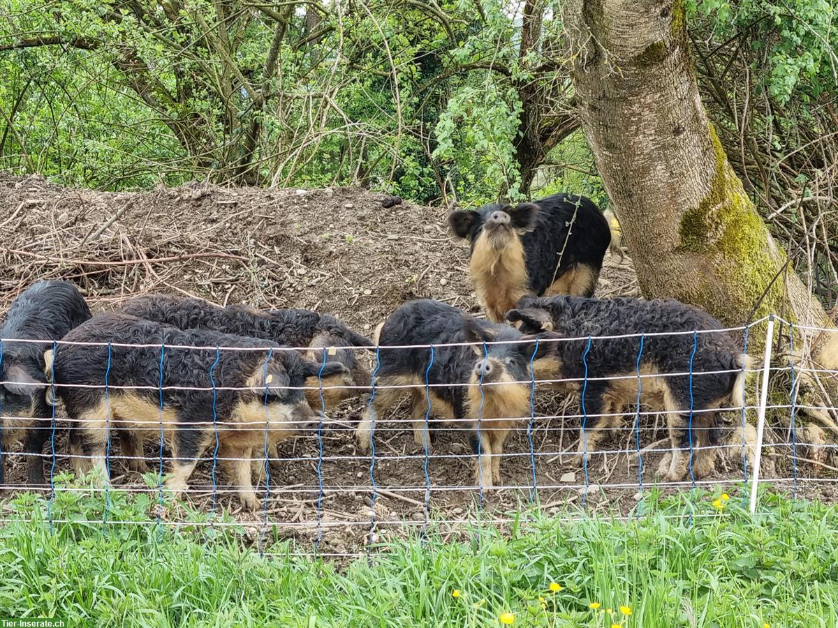 Bild 2: Wollschweine zu verkaufen aus Weidehaltung