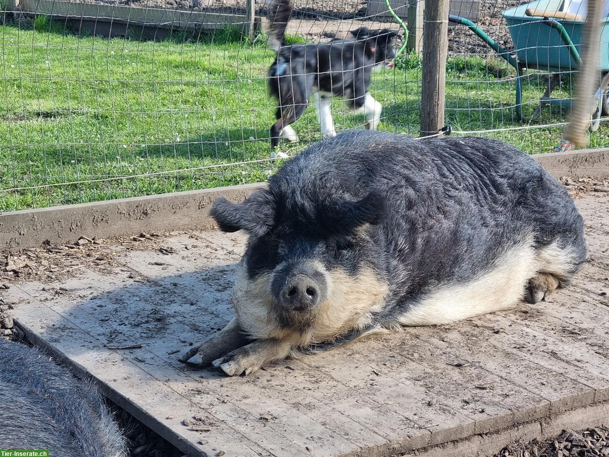 Bild 3: Wollschweine zu verkaufen aus Weidehaltung