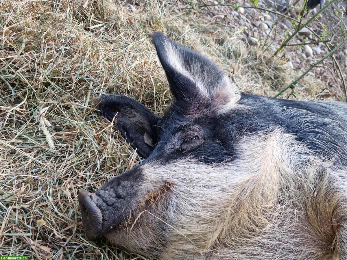 Bild 4: Wollschweine zu verkaufen aus Weidehaltung