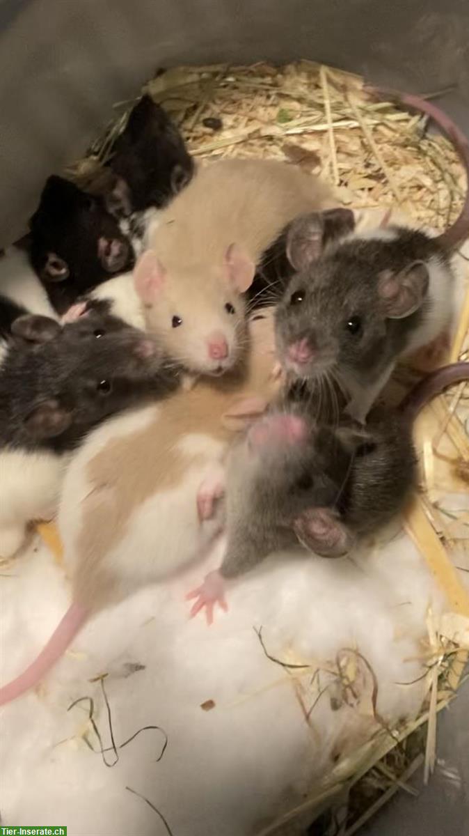 Bild 2: Tolle junge Ratten handzahm zu verkaufen