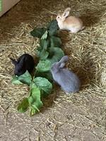 Süsse junge Kaninchen in diversen Farben