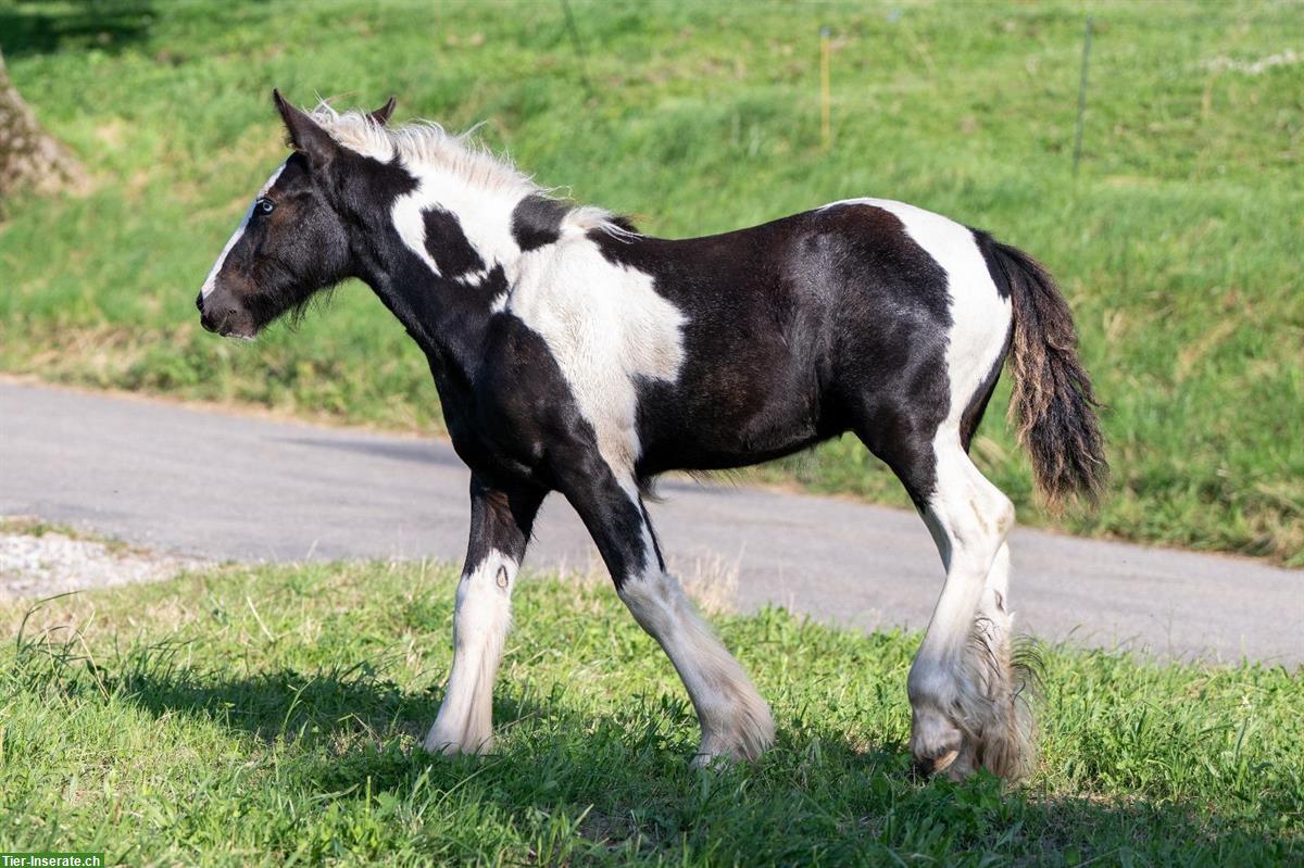 Einzigartiges Irish Cob Fohlen