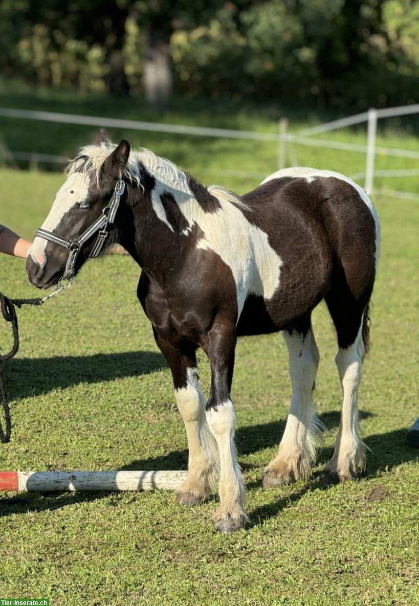 Bild 2: Einzigartiger Irish Cob sucht ⭐️⭐️⭐️⭐️⭐️ Zuhause