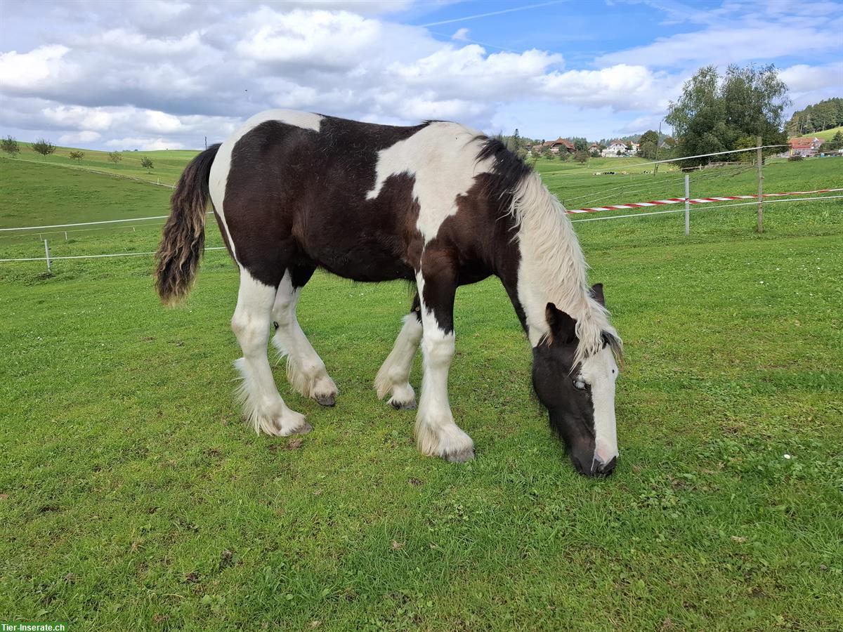 Bild 3: Einzigartiger Irish Cob sucht ⭐️⭐️⭐️⭐️⭐️ Zuhause