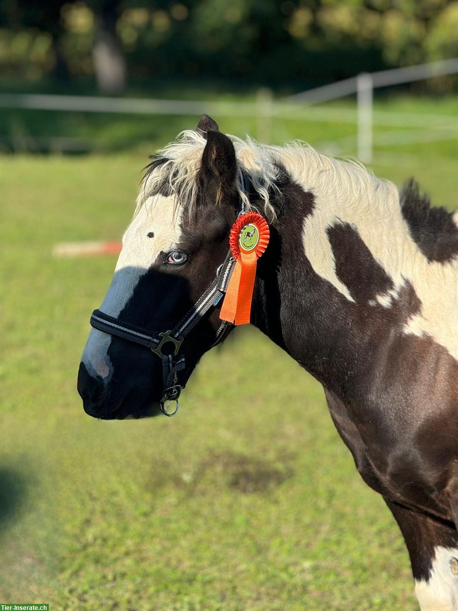 Bild 4: Einzigartiger Irish Cob sucht ⭐️⭐️⭐️⭐️⭐️ Zuhause