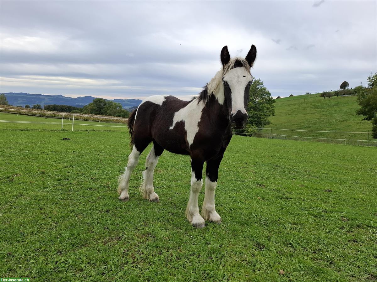 Bild 5: Einzigartiger Irish Cob sucht ⭐️⭐️⭐️⭐️⭐️ Zuhause