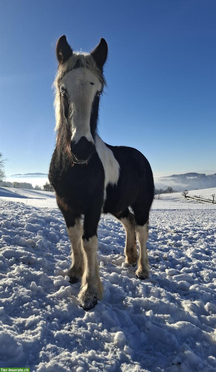 Bild 6: Einzigartiger Irish Cob Jährling