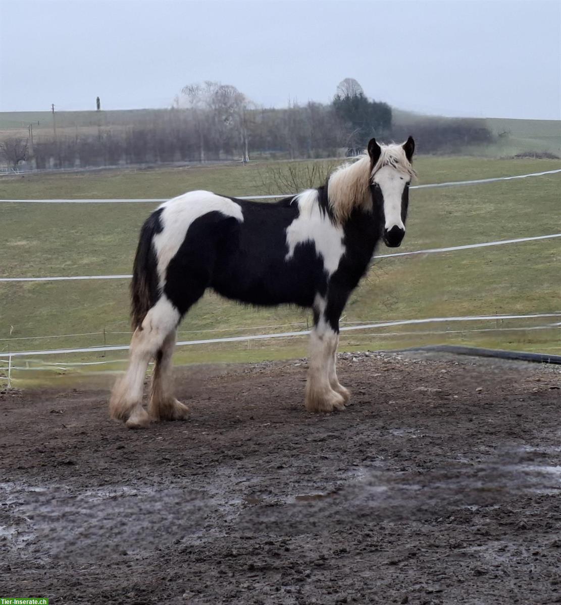 Bild 7: Einzigartiger Irish Cob Jährling