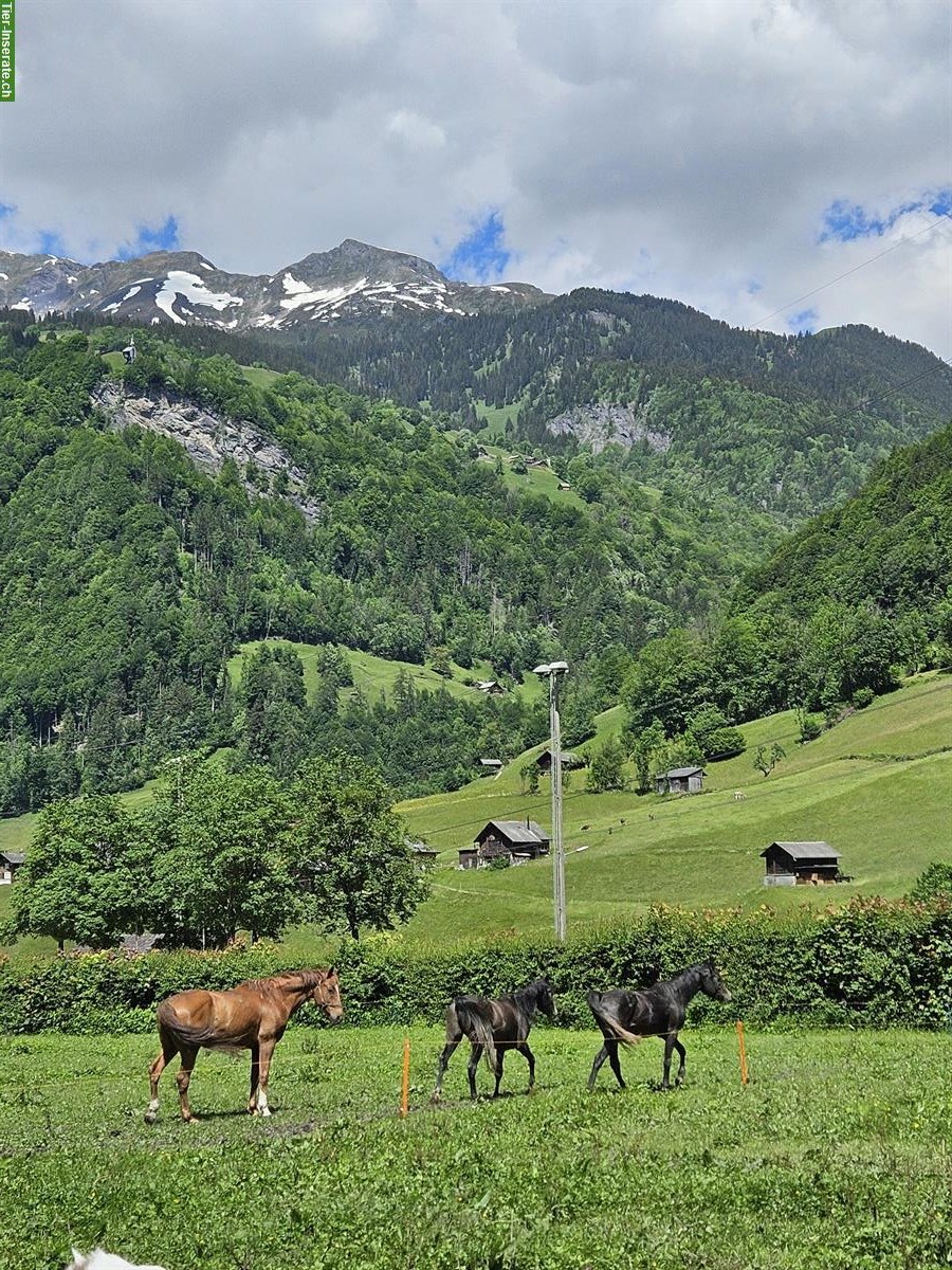 Warmblut Fuchswallach sucht Lebensplatz