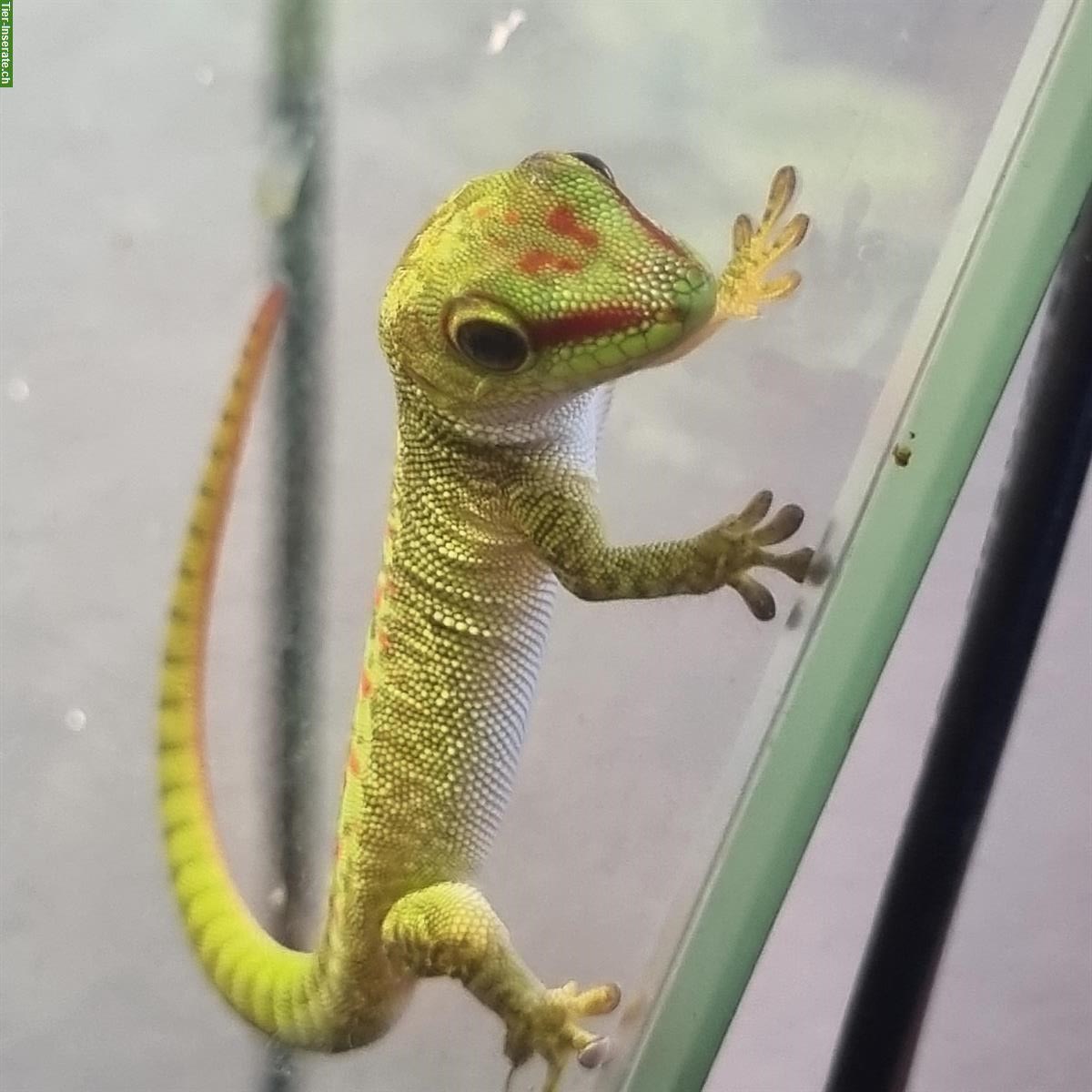 Junge Madagaskar Taggeckos zu verkaufen