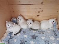 Süsse Ragdoll Kitten suchen ihre Familie