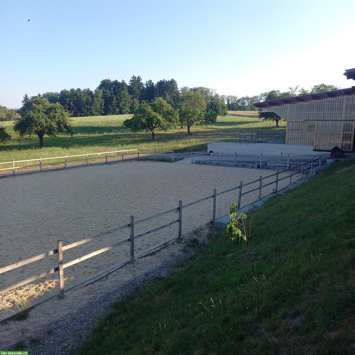 Bieten Pensionsplatz in einem kleinen Offenstall in Amlikon-Bissegg