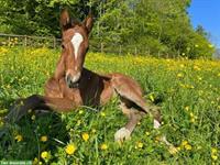 Pferdepfleger/in gesucht für Privatstall im Kanton Baselland