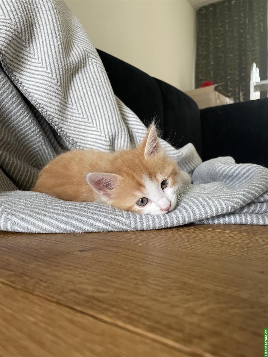 Bild 2: Norwegische Waldkatzen Kitten suchen ein Zuhause