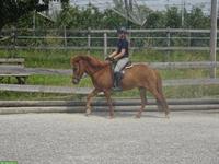 Yoga und Reiten mit Sonja Waggershauser & Eva Hannak