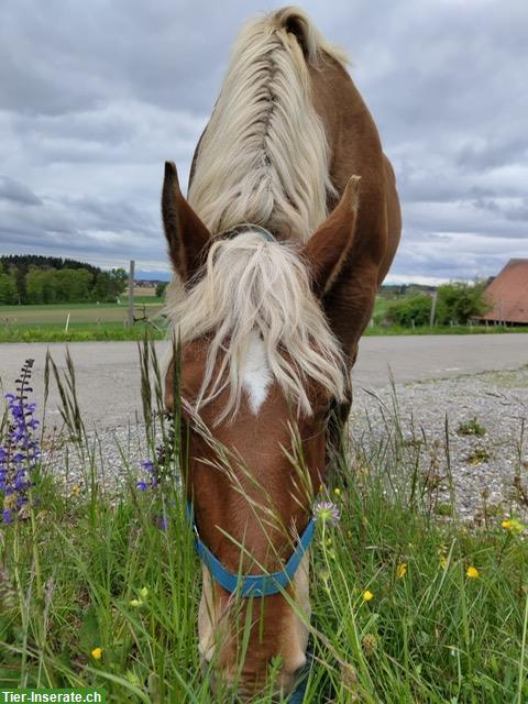 Bild 2: Reitbeteiligung auf Trait Comtois Stute, 14-jährig