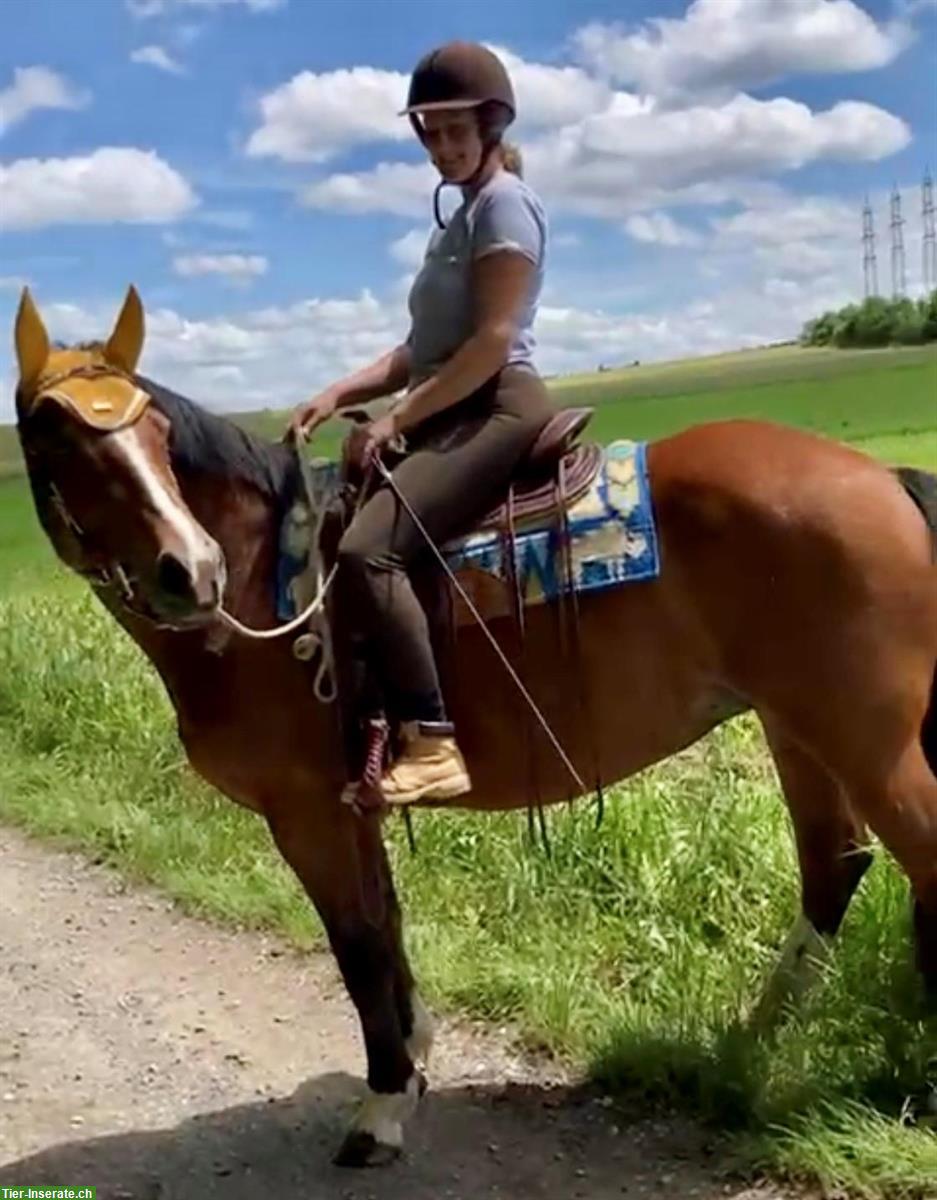 Reitbeteiligung auf Freiberger Stute, 15-jährig