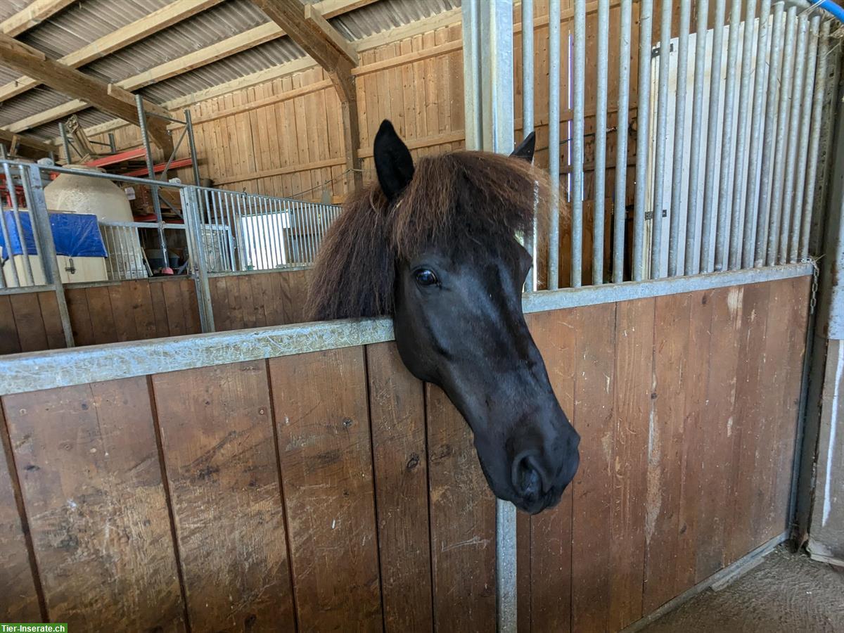 Offenstallplatz für Islandpferd / Kleinpferd, Pony in Villigen, AG