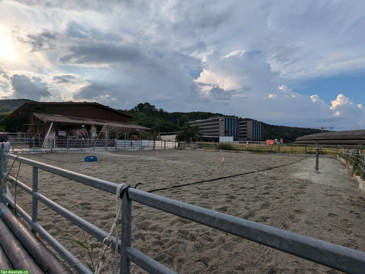 Bild 3: Offenstallplatz für Islandpferd / Kleinpferd, Pony in Villigen, AG