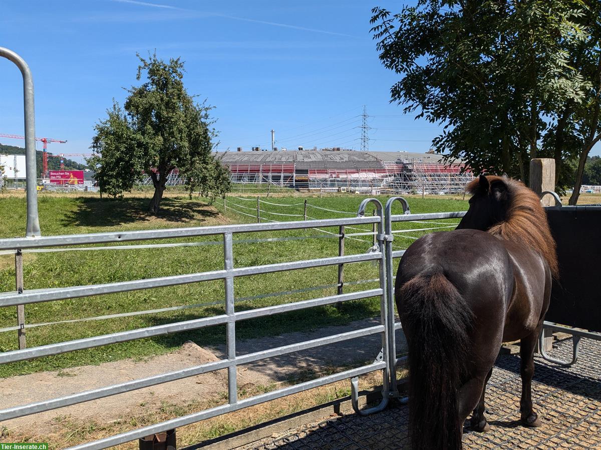 Bild 4: Offenstallplatz für Islandpferd / Kleinpferd, Pony in Villigen, AG