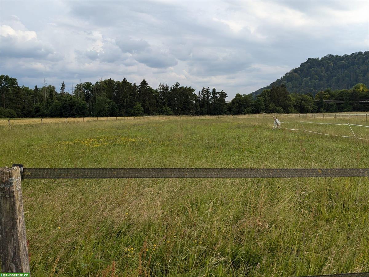 Bild 5: Offenstallplatz für Islandpferd / Kleinpferd, Pony in Villigen, AG