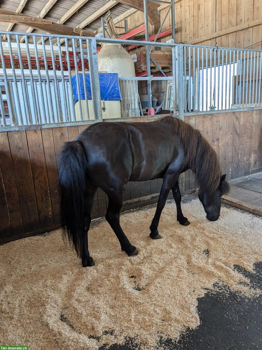 Bild 6: Offenstallplatz für Islandpferd / Kleinpferd, Pony in Villigen, AG