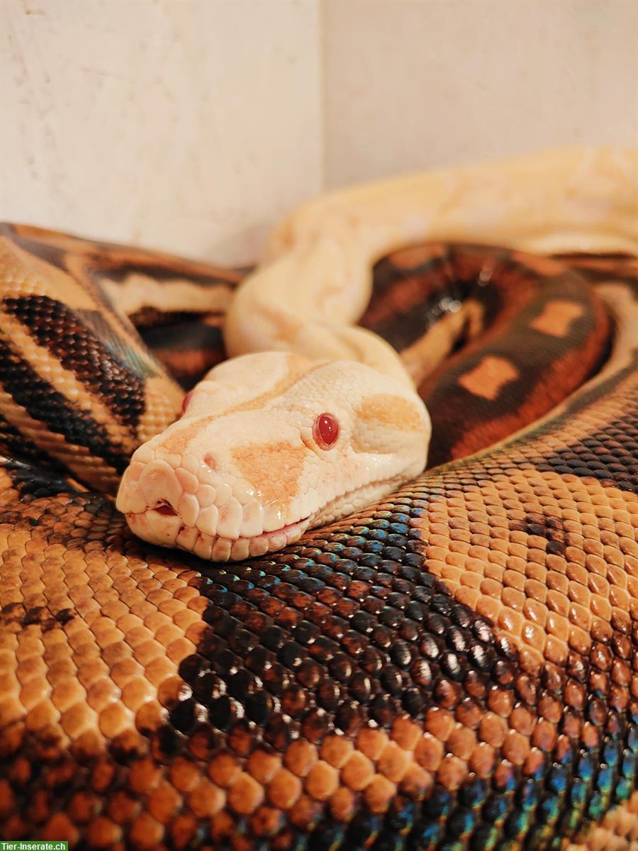 Bild 5: Boa constrictor imperator, weiblich zu verkaufen